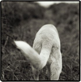 Happy Tails