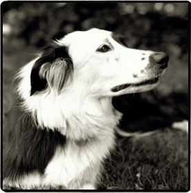 Border Collie with Freckles