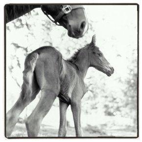 Mare abd Foal