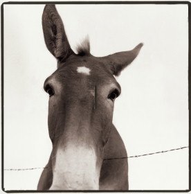 Mule and Barbed Wire