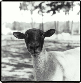 Sheepish