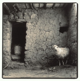 Moroccan Sheep