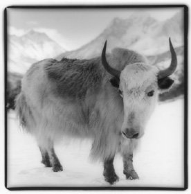 Yak, on the road to Mt. Everest