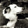 border collie with freckles